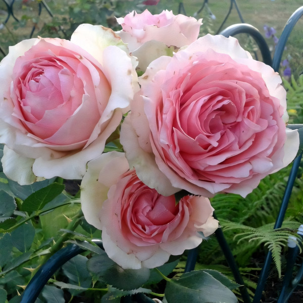 Саженцы Роза парковая Ферст Леди