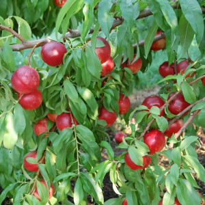 Саженцы Нектарин Ред Голд