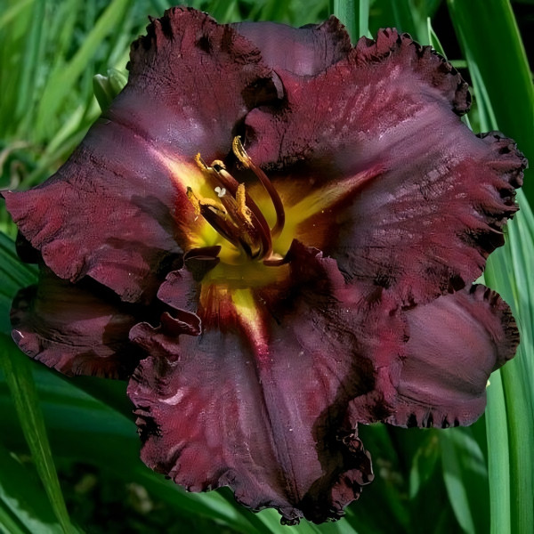 Саженцы Лилейник Black Stockings (Блэк Стокингз)