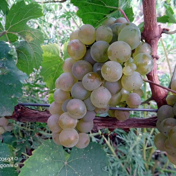 Саженцы Виноград Рислинг