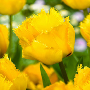 Тюльпан бахромчатый Кристал Стар (в упаковке - 3шт.)