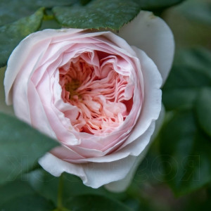 Саженцы Роза английская Клер Роуз