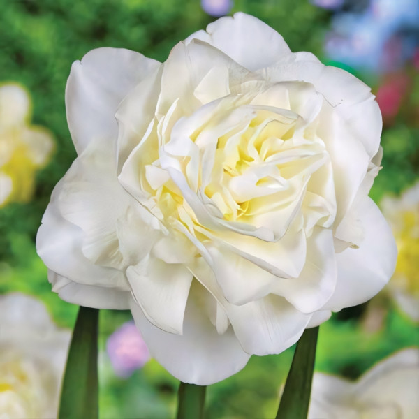 Луковицы Нарцисс махровый Обдам (в упаковке - 3шт.)