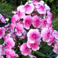 Саженцы Флокс метельчатый Феникс