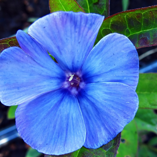 Саженцы Флокс New Parade (Нью Парад)