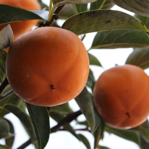 Саженцы Хурма Шарон