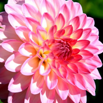 Саженцы Георгина Arabatax