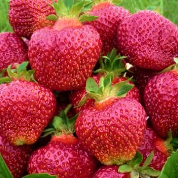 Саженцы Земляника Чамора Тарусси  (упаковка 5 шт.)