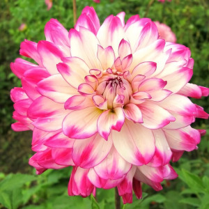 Саженцы Георгина Ferncliff Duo