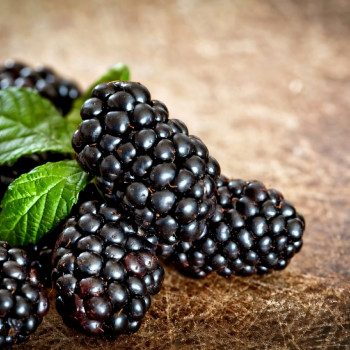 Саженцы Ежемалина Парпл Джевел