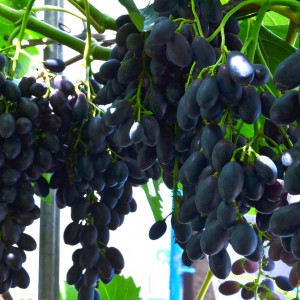 Саженцы Виноград Блэк Гранд