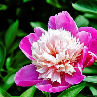 Саженцы Пион Gay Paree (Гай Пэри)