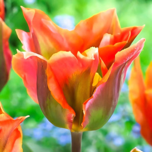 Тюльпан зеленоцветный Артист (в упаковке - 3шт.)