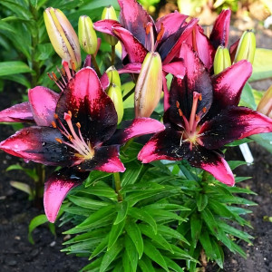  Лилия азиатская Tiny Poems (Тайни Поэмс)