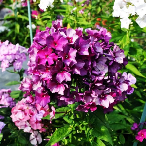 Саженцы Флокс метельчатый Kvazimodo (Квазимодо)