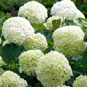 Гортензия древовидная Strong Annabelle (Стронг Аннабель)