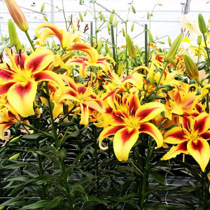  Лилия АОА гибрид Viva la Vida (Вива ла Вида)