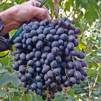 Саженцы Виноград Иванка