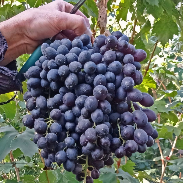 Саженцы Виноград Иванка