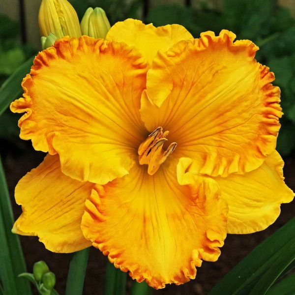 Саженцы Лилейник Orange Nassau (Орандж Нассау)