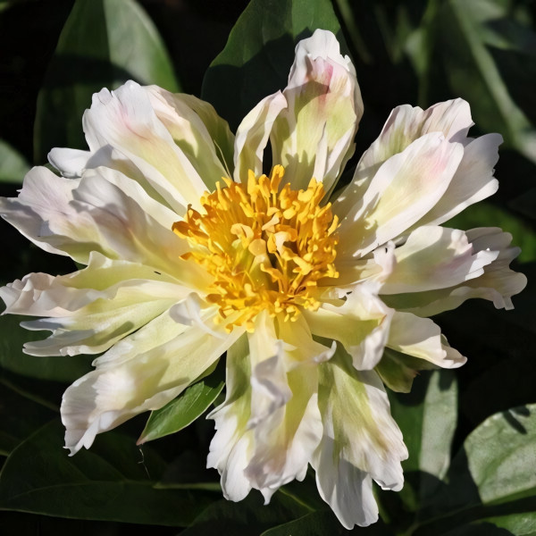 Саженцы Пион Green Lotus (Грин Лотус)