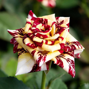 Саженцы Роза чайно-гибридная Сим Салабим