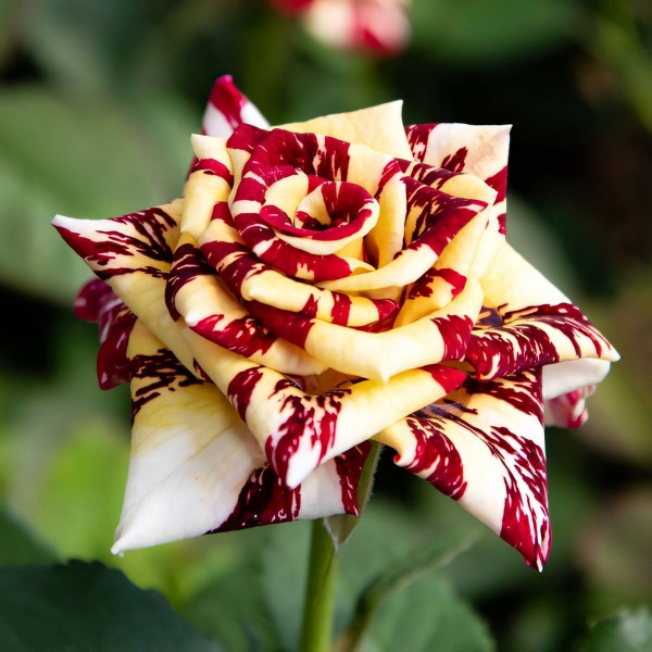 Саженцы Роза чайно-гибридная Сим Салабим