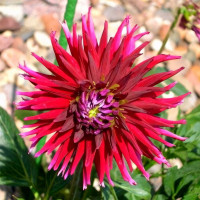 Саженцы Георгина Apache Blauw