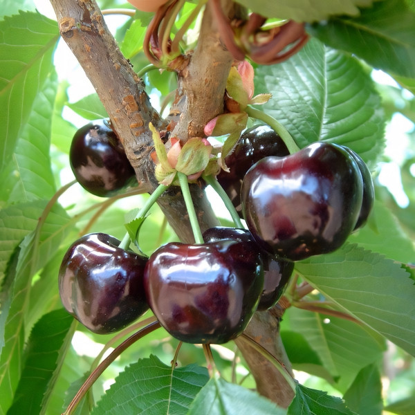 Саженцы Черешня Французская черная