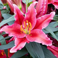 Луковицы  Лилия восточная Amazing Grace (Эмейзинг Грейс) (3шт.)