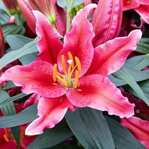  Лилия восточная Amazing Grace (Эмейзинг Грейс)