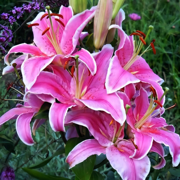 Луковицы  Лилия восточная Marlon (Марлон) (3шт.)