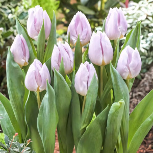 Тюльпан Мистик Принц (в упаковке - 3шт.)