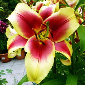  Лилия ОТ гибрид Flavia (Флавия)