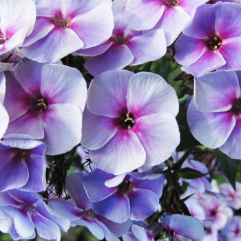 Саженцы Флокс метельчатый Swirley Birly (Сверли Берли)