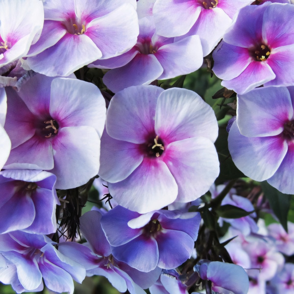 Саженцы Флокс метельчатый Swirley Birly (Сверли Берли)