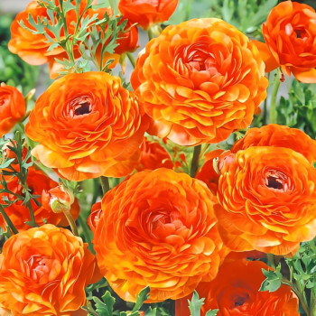 Ранункулюс (лютик) Оранж