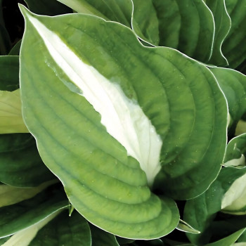 Саженцы Хоста White Bikini (Уайт Бикини) L