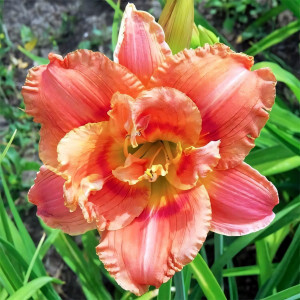 Саженцы Лилейник Congo Coral (Конго Корал)