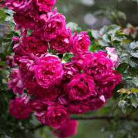 Саженцы Роза плетистая Лагуна