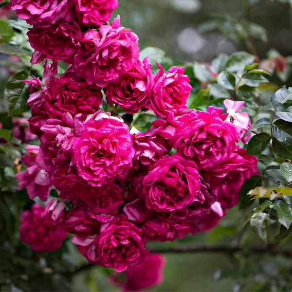 Саженцы Роза плетистая Лагуна