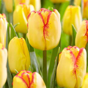 Тюльпан Кейп Таун (в упаковке - 3шт.)