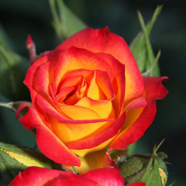 Саженцы Роза чайно-гибридная Тайфун