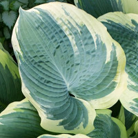 Саженцы Хоста Northern Exposure (Норсерн Экспоуже) XL