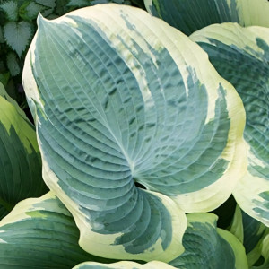 Саженцы Хоста Northern Exposure (Норсерн Экспоуже) XL