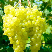 Саженцы Виноград кишмиш Сверхранний