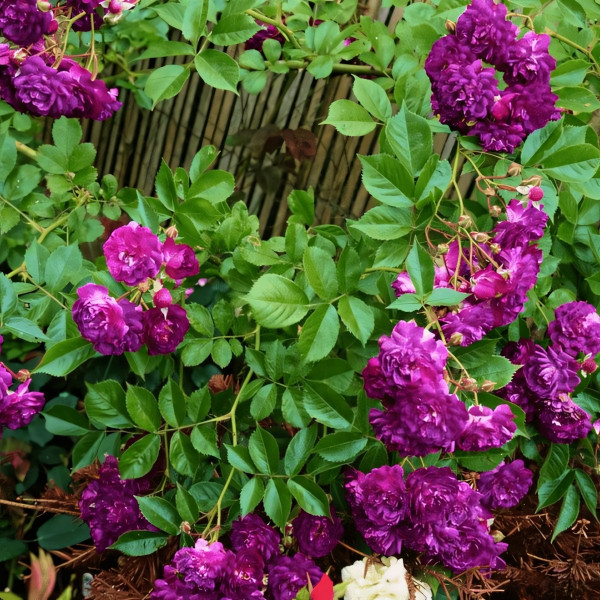 Саженцы Роза плетистая Блю Маджента