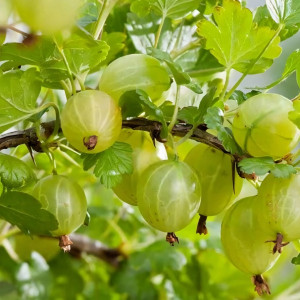 Саженцы Крыжовник Хиннонмаки Вайт