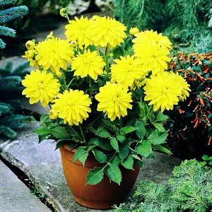 Саженцы Георгина декоративная низкорослая Melody Latin (Мелоди Латин)