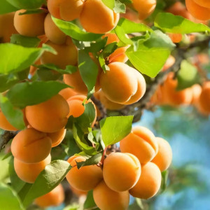 Саженцы Абрикос Россиянин